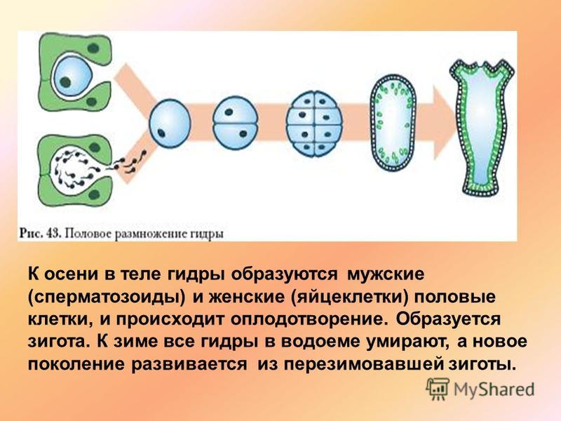 Кракен что можно купить